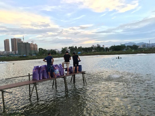 巾帼不让须眉！珠海“海鲈皇后”带领村民共同致富