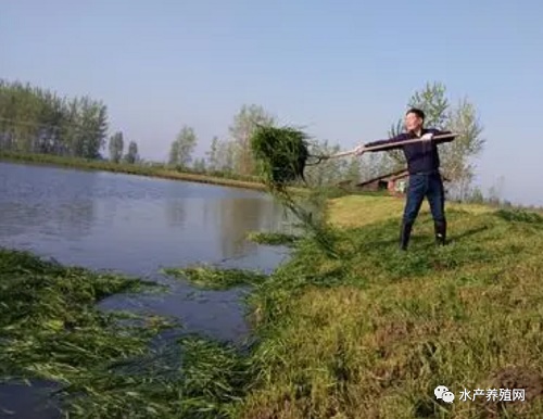 饲料全面涨价，养殖户何去何从？千万别瞎折腾，养好鱼才是第一位！