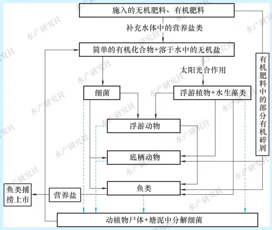 想要高产就必须施肥养鱼，其作用机制您了解吗？