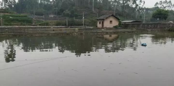 池塘驯鱼吃料人工投饵技术要点：刺激鱼类食欲，提高摄食强度和饲料利用率