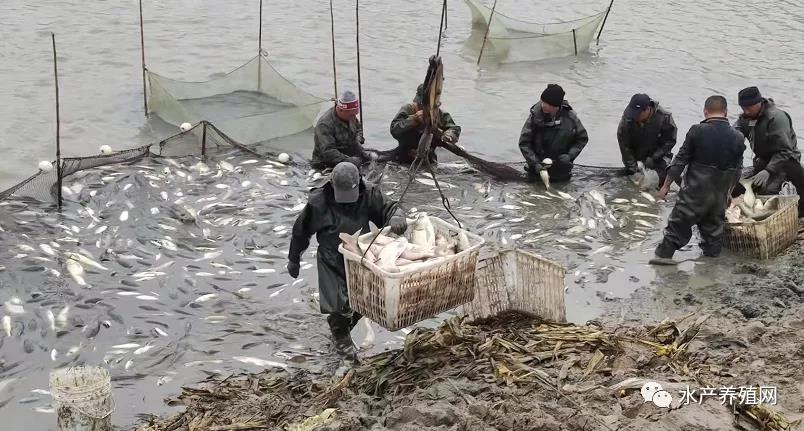 饲料涨价,假药横行,苗种退化,环境变差,市场多变,今年养殖户更难赚钱？