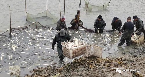 豆粕掉价，饲料会掉价吗？难！渔药、塘租、人工、苗种等也都在涨！