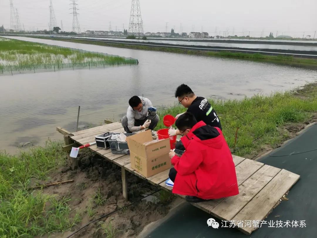 江苏省河蟹体系常熟推广示范基地多措并举全方位做好河蟹养殖指导服务工作