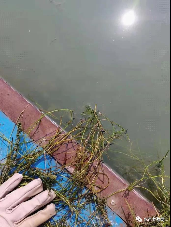 梅雨天来袭，蟹塘缺氧、水草保不住等问题频现，养殖户如何让螃蟹顺利出梅安全渡夏