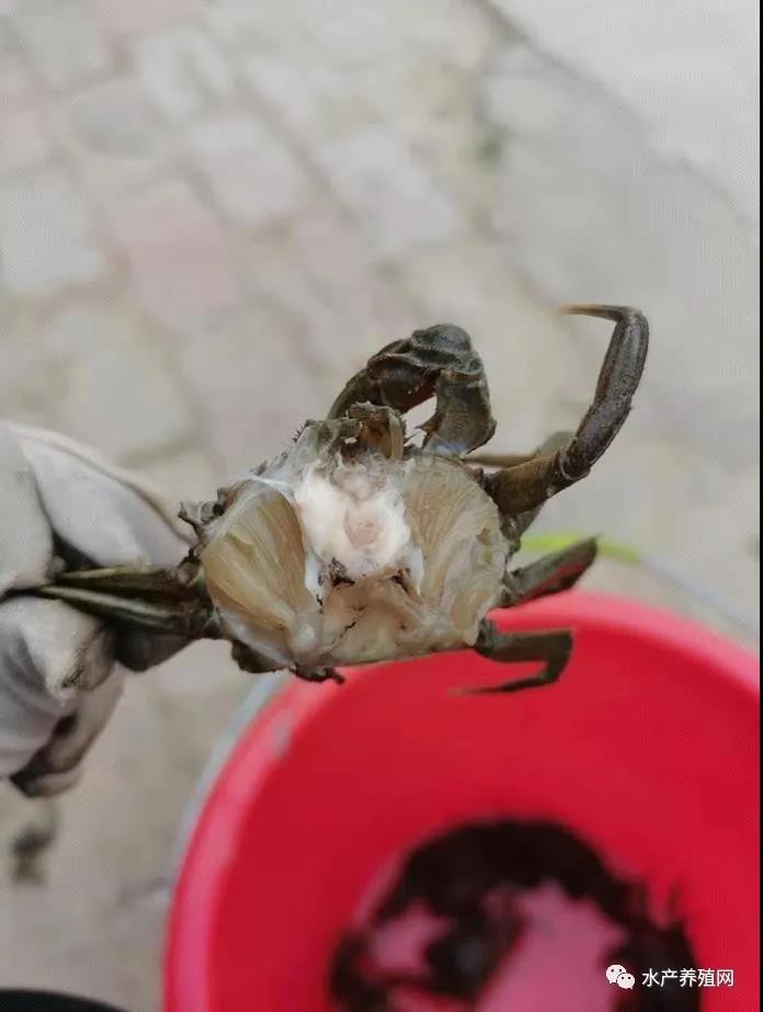 梅雨天来袭，蟹塘缺氧、水草保不住等问题频现，养殖户如何让螃蟹顺利出梅安全渡夏