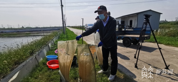 江苏常熟开展河蟹螺蛳混养研究 提高河蟹生态养殖水平