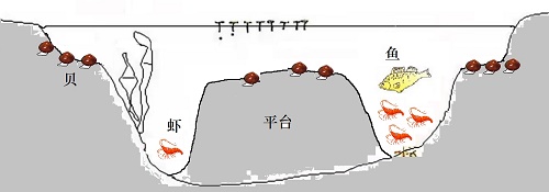 经济贝类绿色高效技术介绍