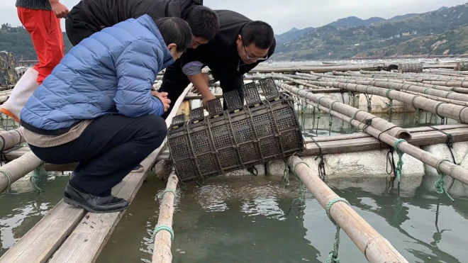 2019年春季海参价格的主导权在福建霞浦，为什么福建的养殖户还是高兴不起来？